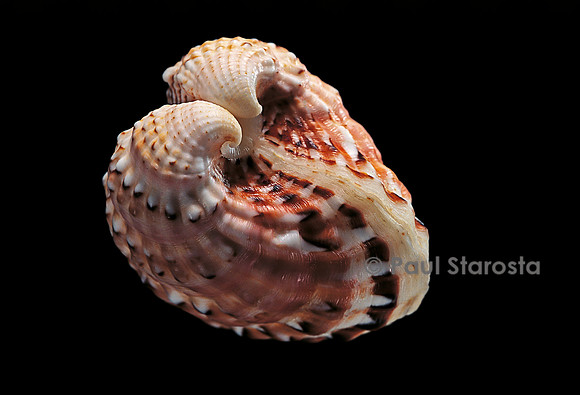 Cardita megastropha