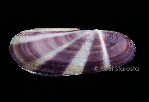 Siliqua radiata