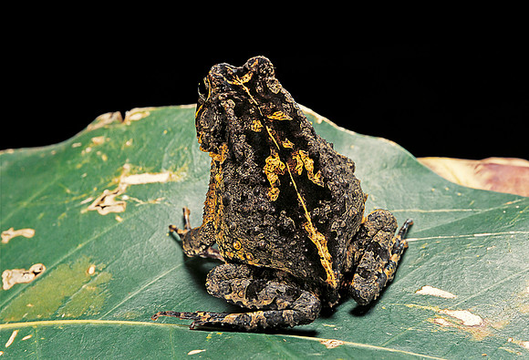 Bufo sp.