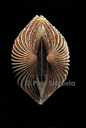 Anadara sp.