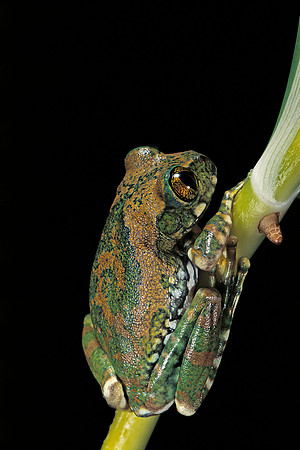 Leptopelis vermiculatus