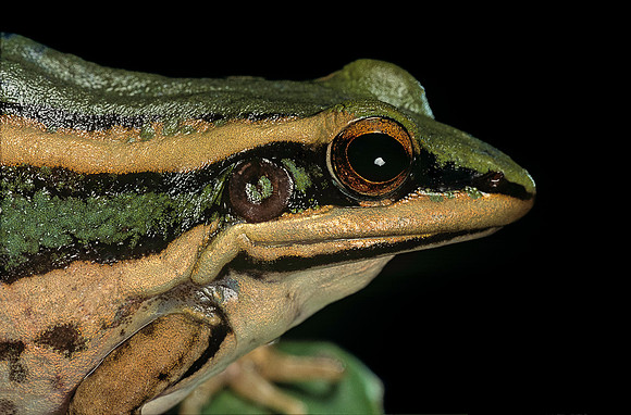 Hylarana erythraea