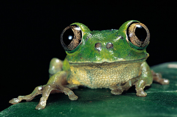Leptopelis brevirostris