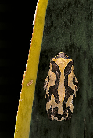 Hyperolius marmoratus