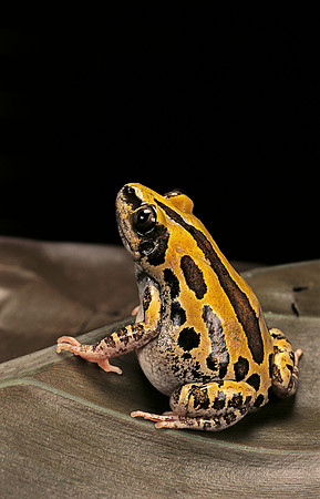 Kassina senegalensis