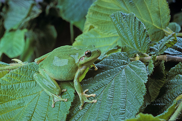 Hyla meridionalis (rainette) - dans un arbre