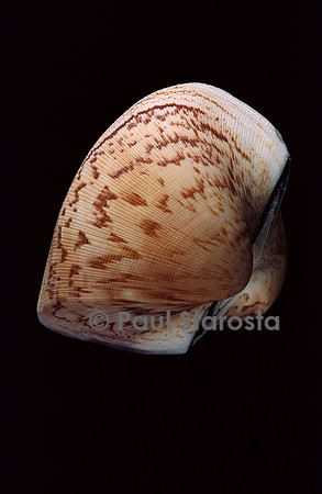 Cucullea labiata