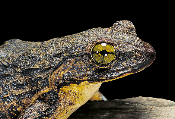 Conraua goliath