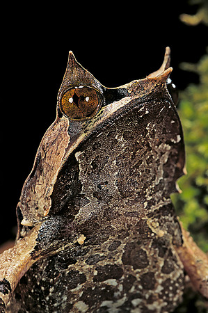 Megophrys nasuta (grenouille feuille)