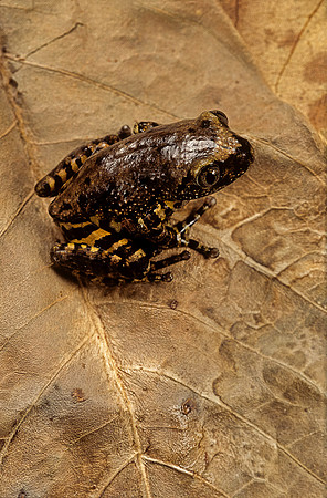 Phlyctimantis boulengeri