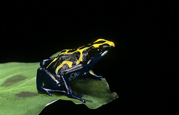 Dendrobates tinctorius
