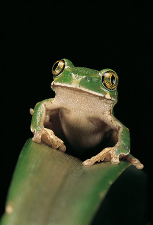 Leptopelis sp.