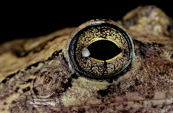 Hyla versicolor (rainette criarde) - œil