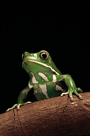 Phyllomedusa sauvagii