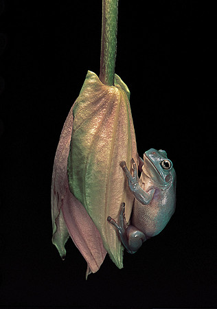 Litoria caerulea