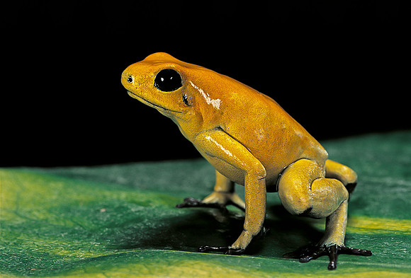 Phyllobates terribilis