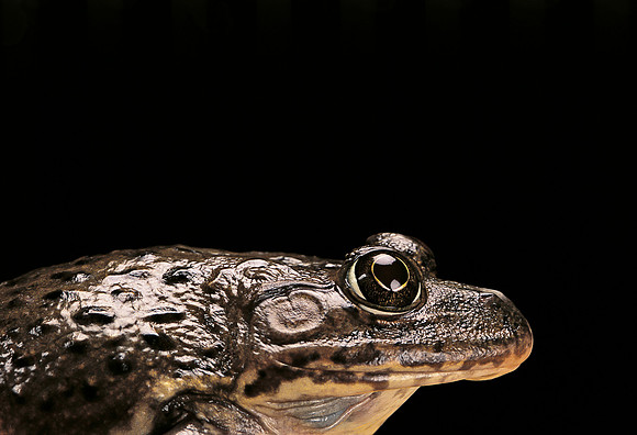 Hoplobatrachus occipitalis