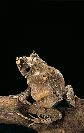 Ceratobatrachus guentheri