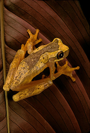 Dendropsophus ebraccatus