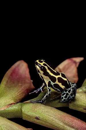 Ranitomeya ventrimaculata