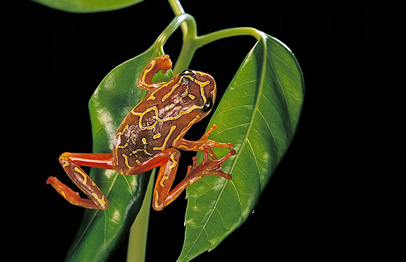Hyperolius marmoratus variabilis