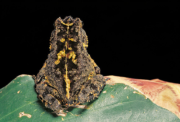 Bufo sp.