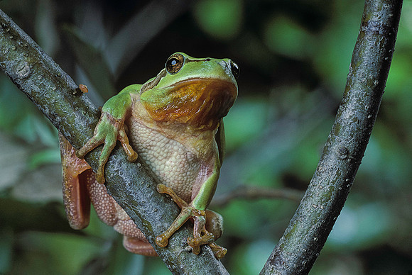 Hyla meridionalis (rainette) - dans un arbre
