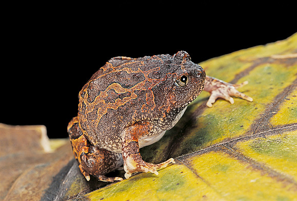 Calluella guttulata