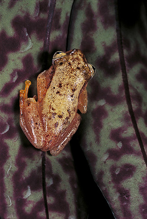 Afrixalus pygmaeus
