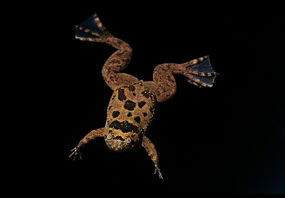 Xenopus fraseri