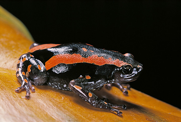 Phrynomantis bifasciatus