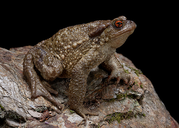 Bufo bufo (crapaud commun)