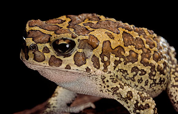 Bufo mauritanicus