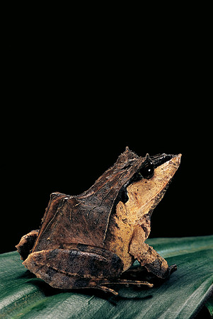Ceratobatrachus guentheri