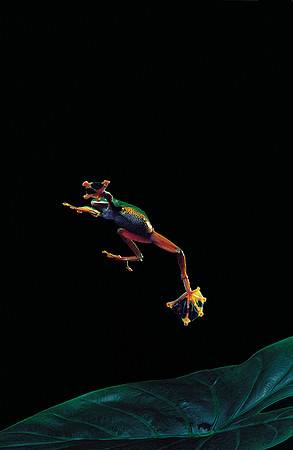 Rhacophorus reinwardtii - volant