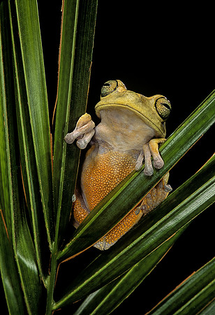 Hypsiboas heilprini