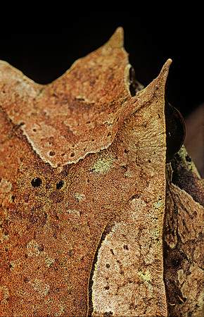 Megophrys nasuta (grenouille feuille) - détail
