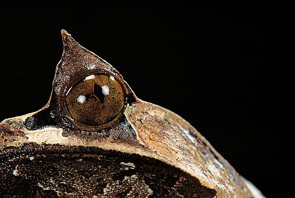 Megophrys nasuta (grenouille feuille)