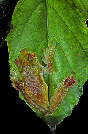 Rhacophorus prominanus