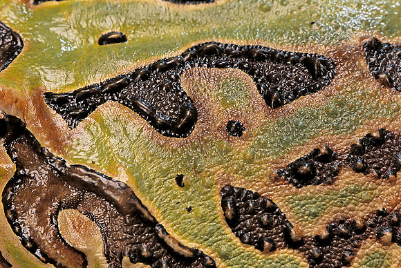 Ceratophrys cranwelli x cornuta