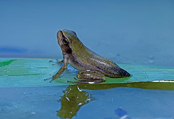 Hyla meridionalis (rainette) - jeune avec moignon de queue