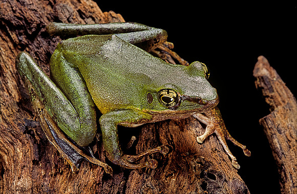 Odorrana hosii