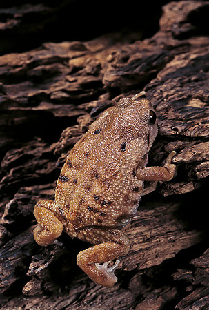 Arthroleptis