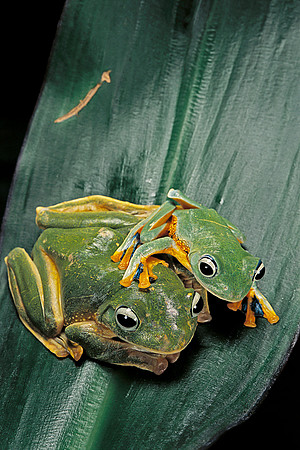 Rhacophorus reinwardtii (grenouille volante)