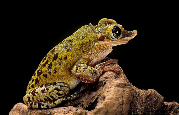 Triprion spatulatus (grenouille canard)