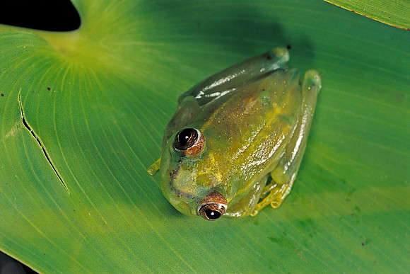 Hyperolius sp.
