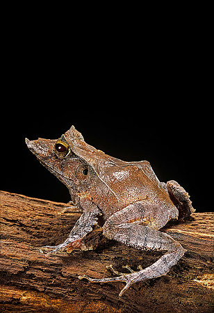 Ceratobatrachus guentheri
