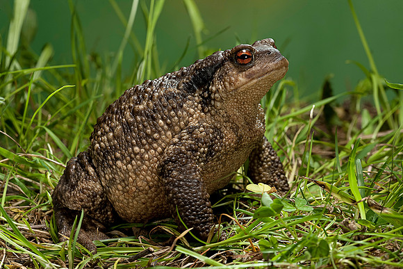 Bufo bufo (crapaud commun)