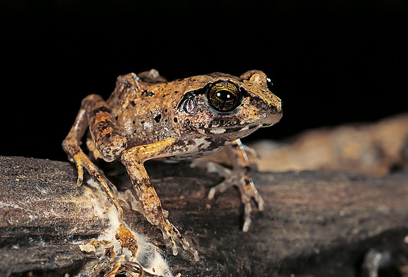 Arthroleptis stenodactylus