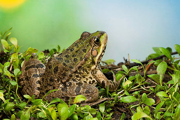 Grenouille verte